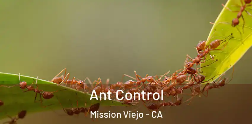  Ant Control Mission Viejo - CA