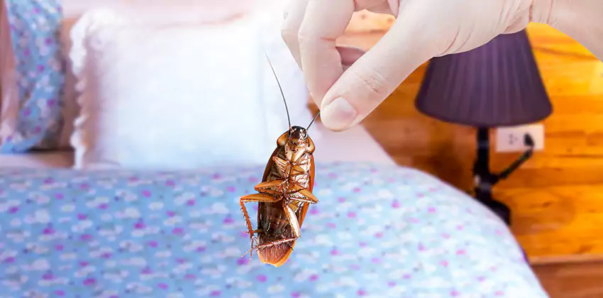 bed-bug-exterminator in Mission Viejo, CA