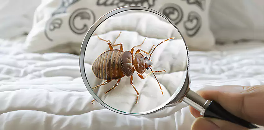 bed-bug-pest-control in Mission Viejo, CA