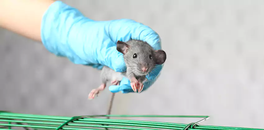 Mice Control for Children and Pets in Mission Viejo, CA