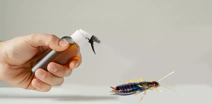 earwig-control in Mission Viejo, CA