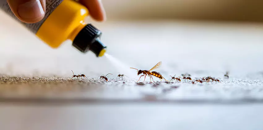 emergency-exterminator in Mission Viejo, CA