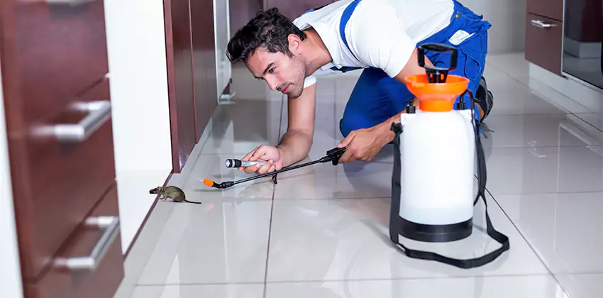 rat-inspection in Mission Viejo, CA