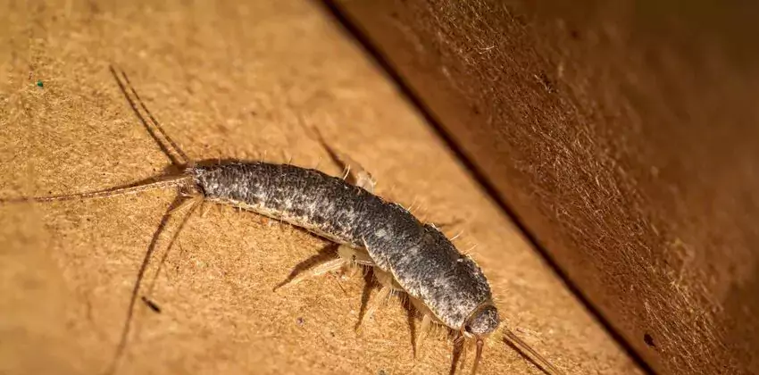 silverfish-control in Mission Viejo, CA